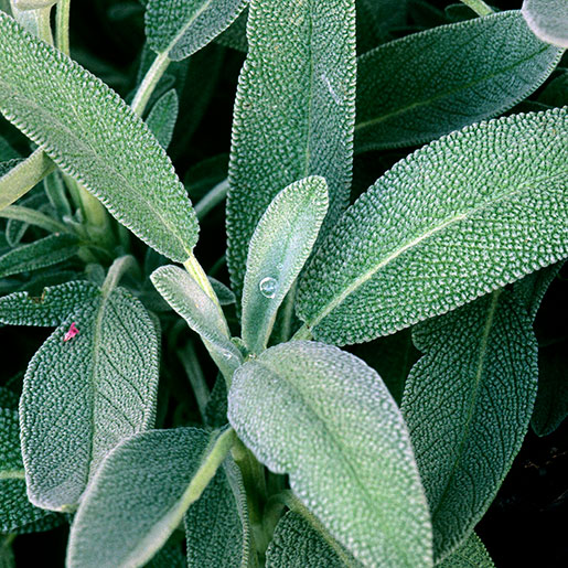 Herb, Sage (Variety)