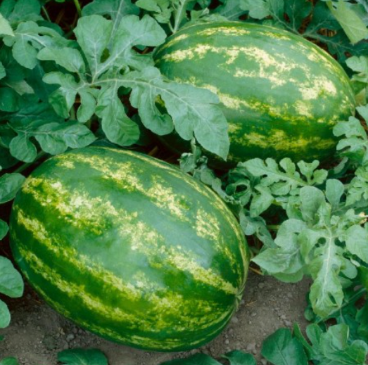 Watermelon, Variety