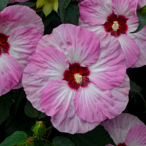 Hibiscus, Spinderella