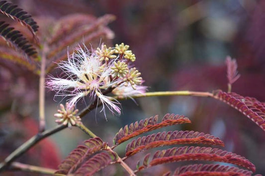 Mimosa, Summer Chocolate