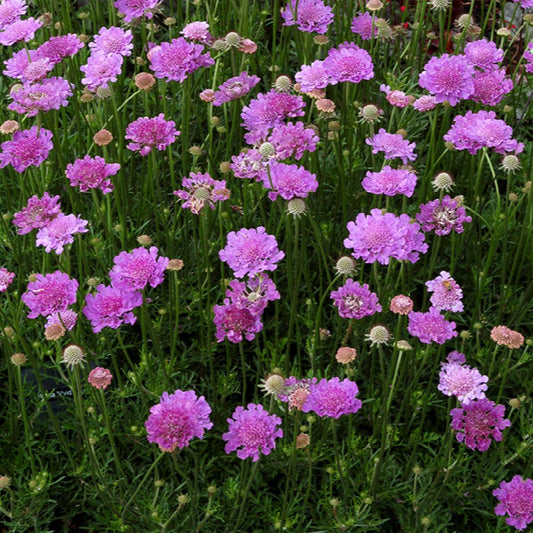 Scabiosa (Pincushion), Vivid Violet