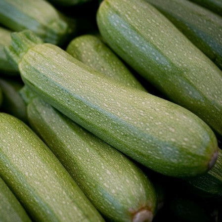 Squash, Zucchini