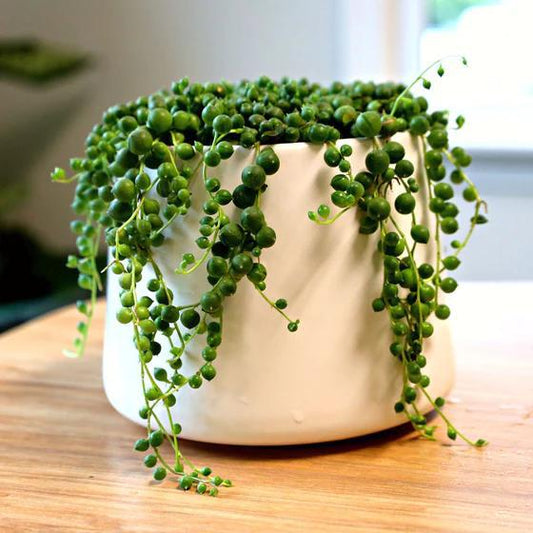 String of Pearls