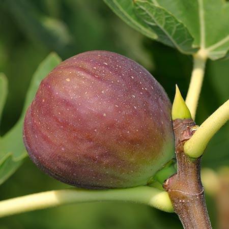 Fig, Fruiting