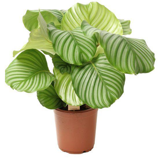 calathea, orbifolia