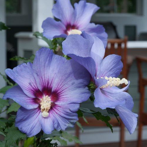 Hibiscus, Azurri Blue Satin