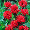 Load image into Gallery viewer, Bee Balm
