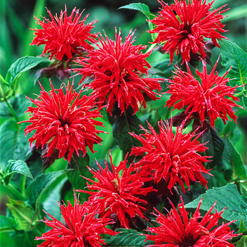 Bee Balm