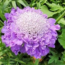 Scabiosa (Pincushion), Blue Note