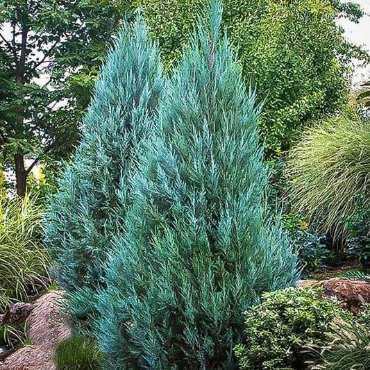 Juniper, Chinese Blue Point