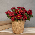 Load image into Gallery viewer, 10.5" RED ZINNIA PICK
