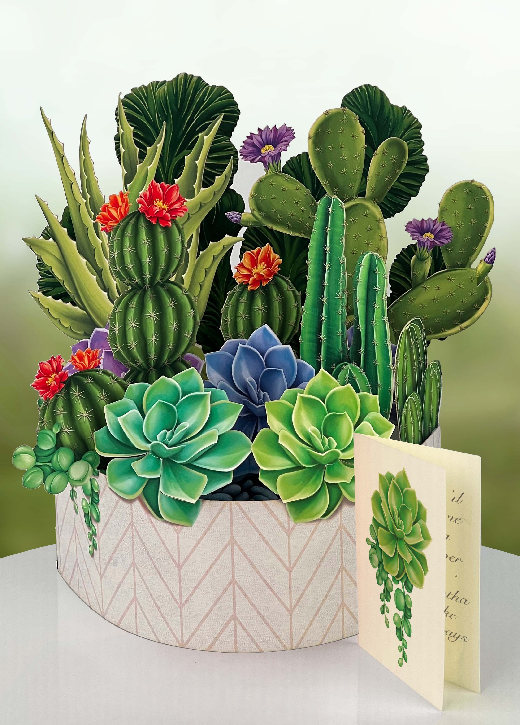 Cactus Garden (8 Pop-up Greeting Cards)