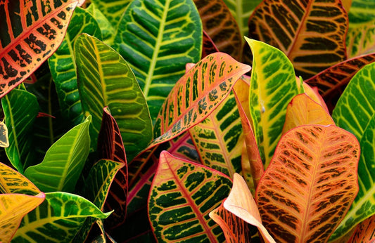 Crotons