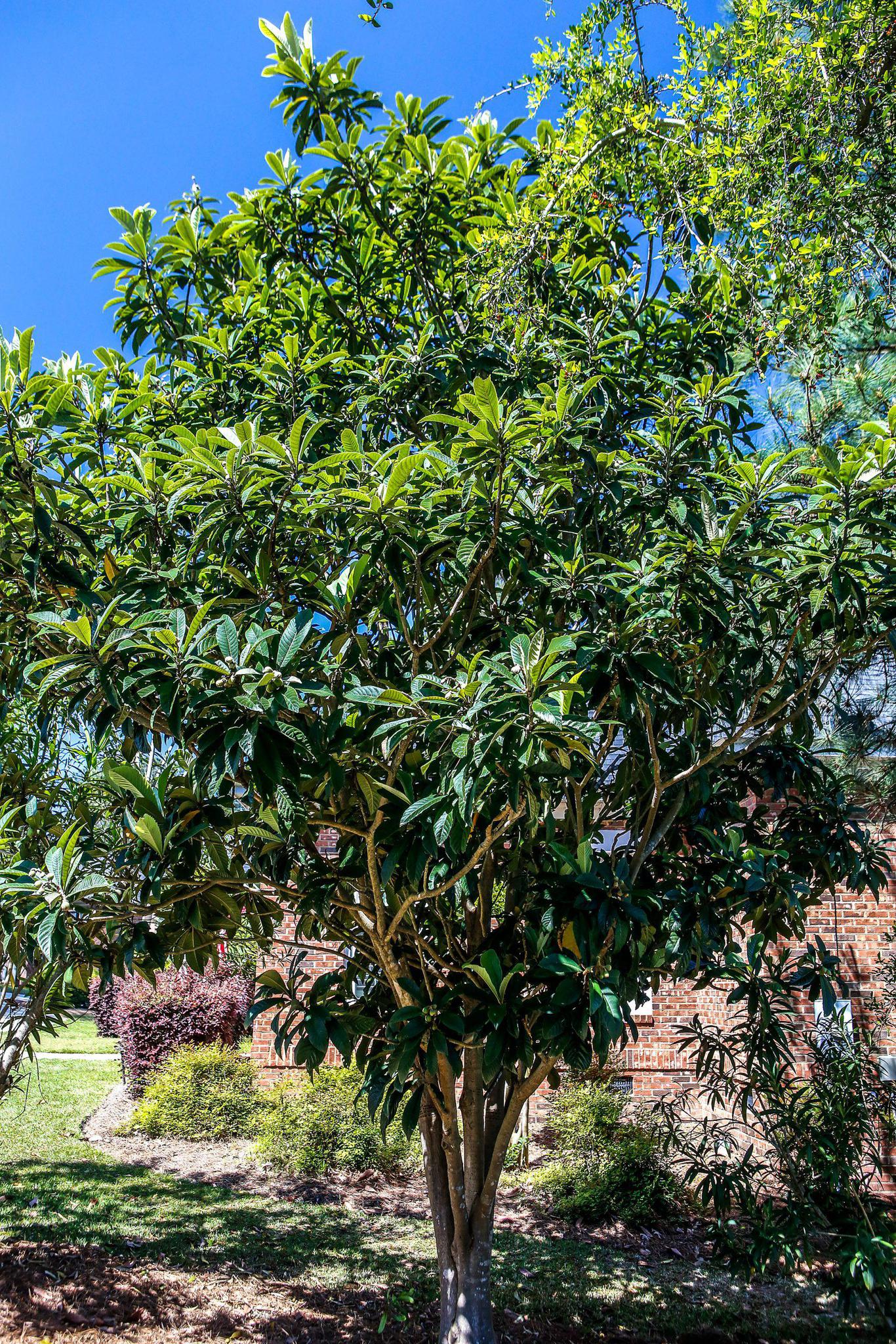Loquat, Tree