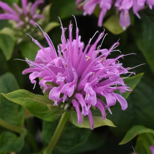 Bee Balm