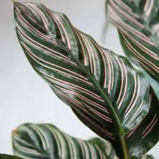 Calathea, Pinstripe