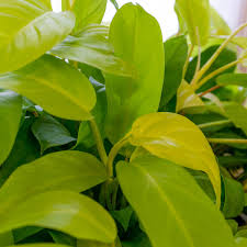 Philodendron, Lemon Lime