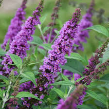 Butterfly Bush