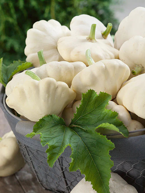 Squash, Early Bush White