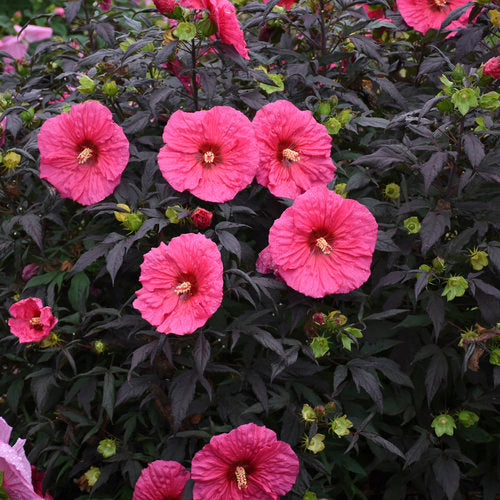 Hibiscus, Evening Rose