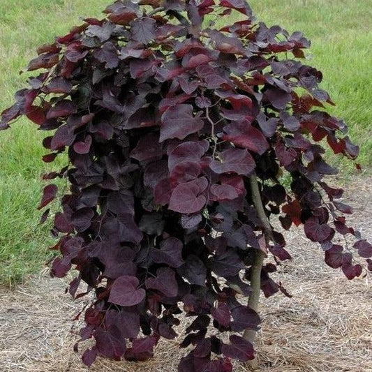 Red Bud, Ruby Falls