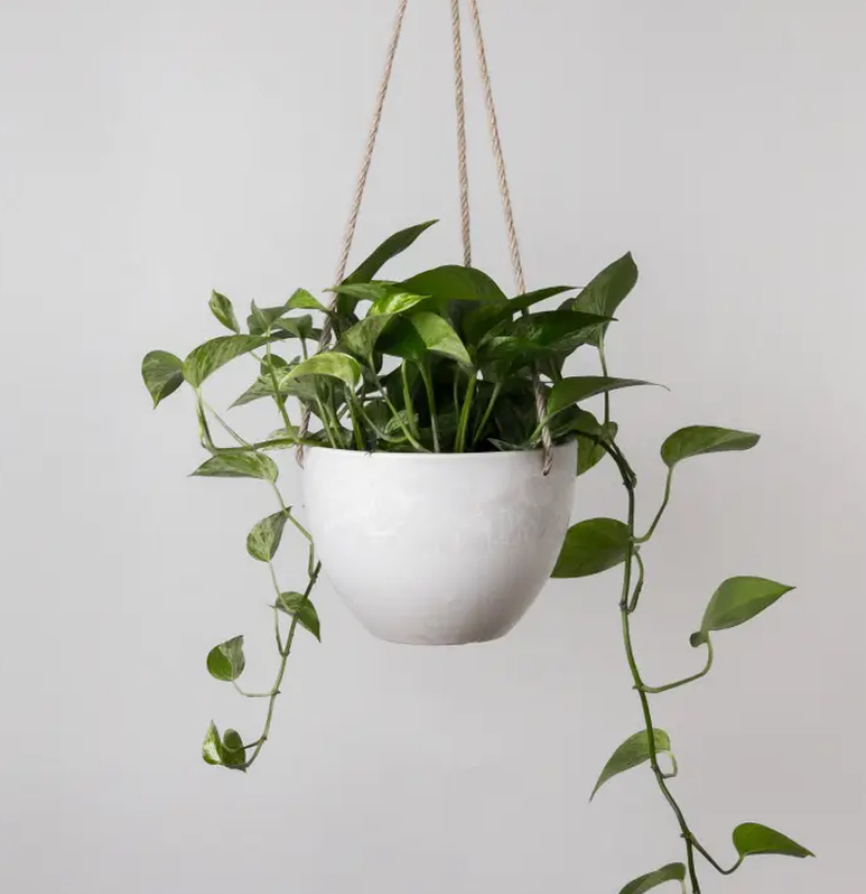 Hanging Planter, Signature Stone