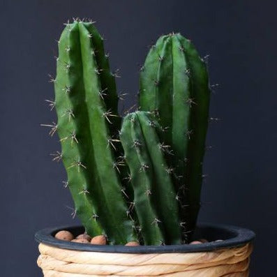 cactus, cereus peruvianus