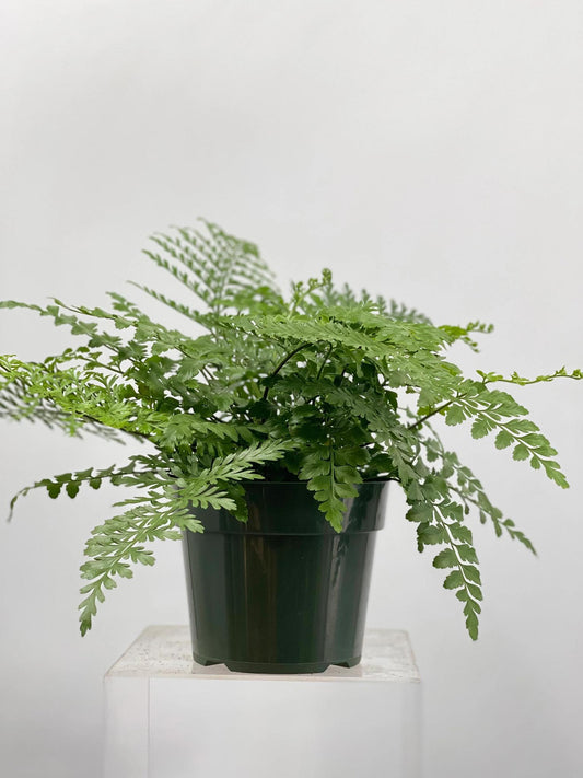 Fern, Austral Gem