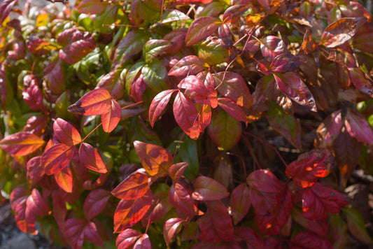 Nandina, 'Nana Purpurea'