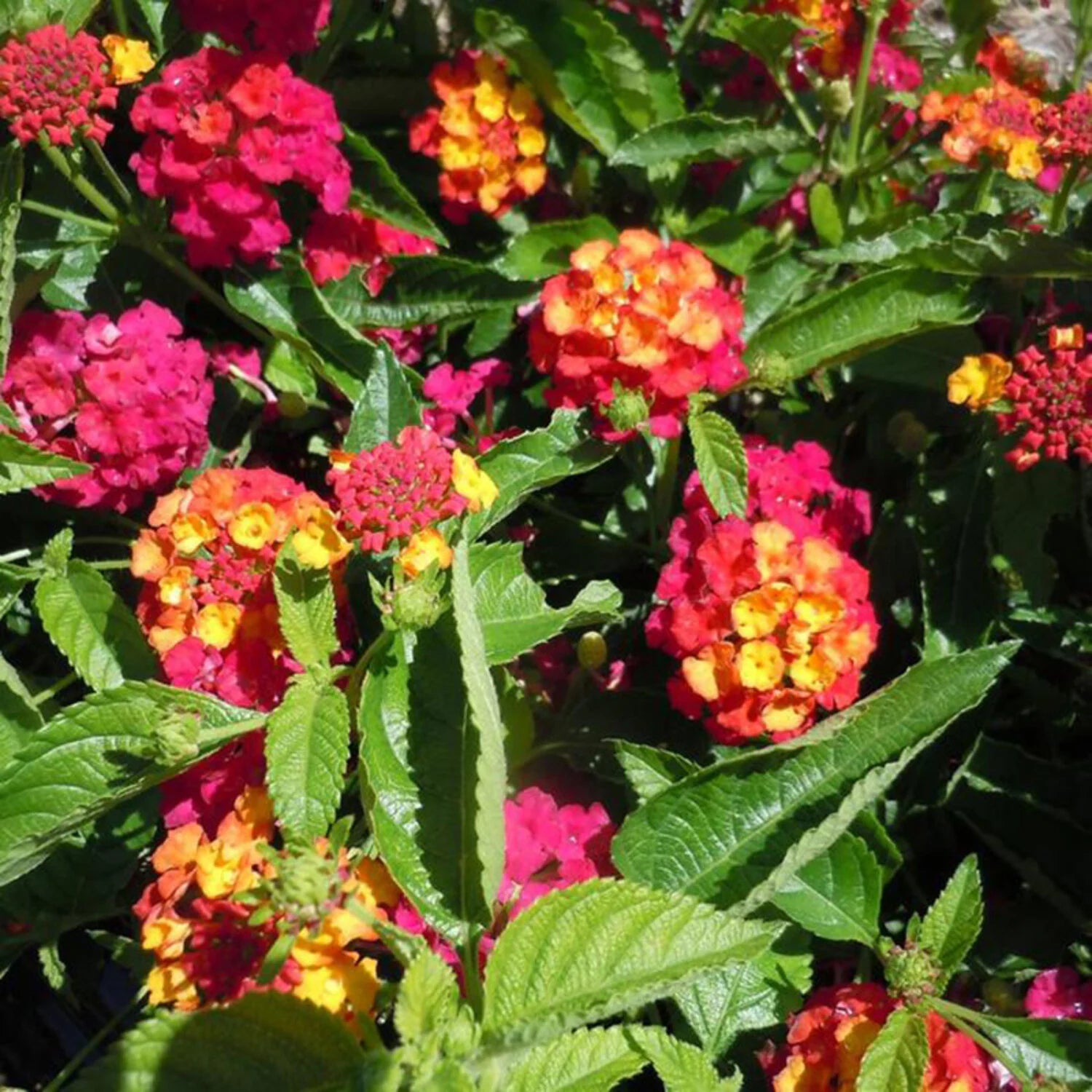 Lantana, Heartland Neon