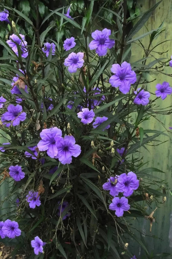 Ruellia, Variety (Mexican Petunia)