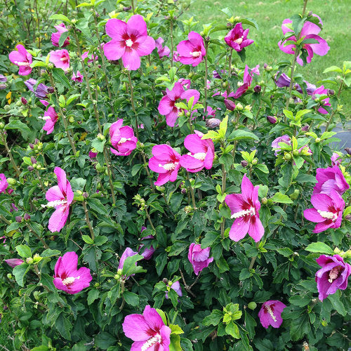 Hibiscus, Lil Kim Violet (Rose of Sharon)