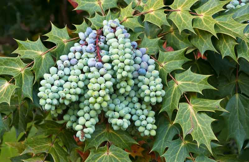 Mahonia, Leatherleaf