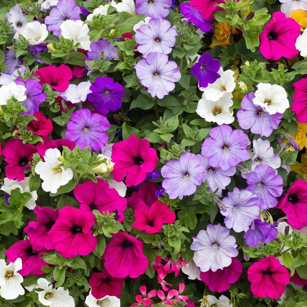 Petunia, Variety