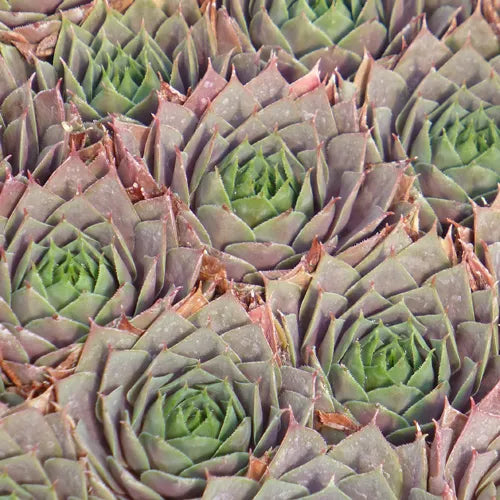 Sempervivum, Silverine