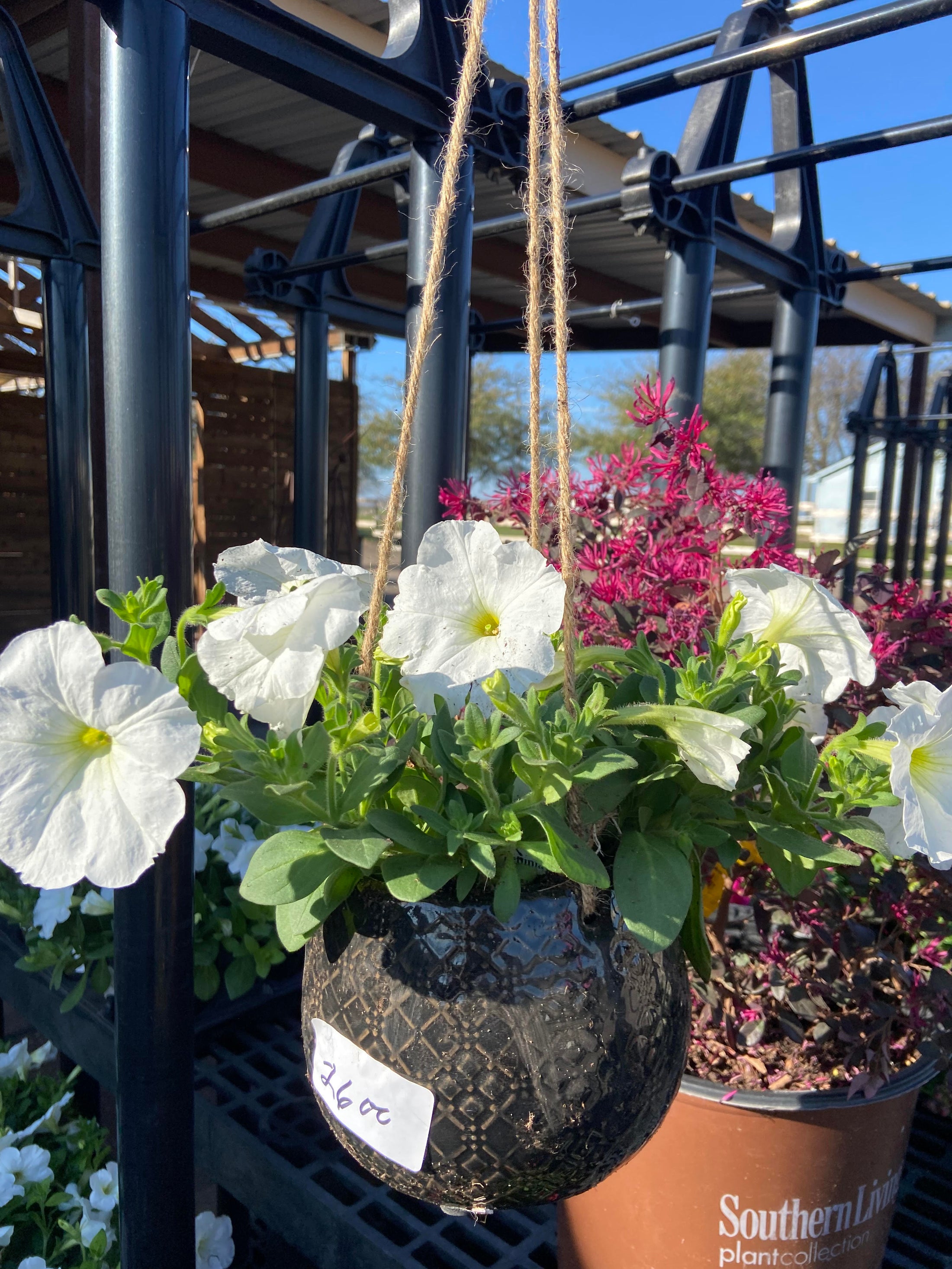 Hanging Planter Arrangement