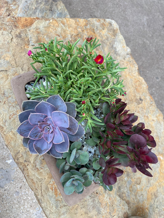 Succulent Arrangement 10"