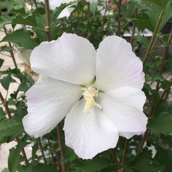 Hibiscus, White Pillar (Rose of Sharon)