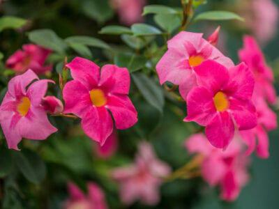 Mandevilla