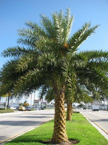Palm, Sylvestris