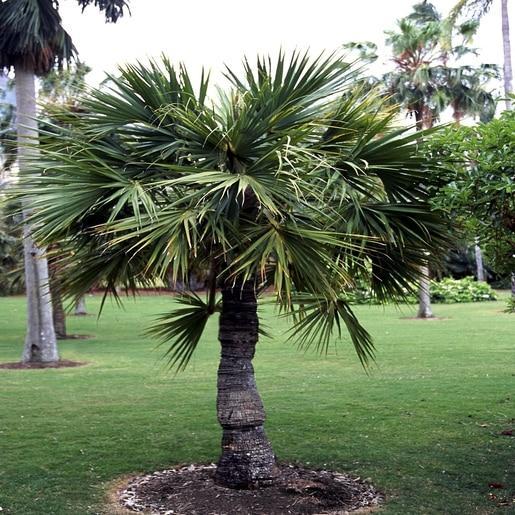 Palm, Sabal Minor