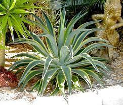 Agave, Tropical Variegated