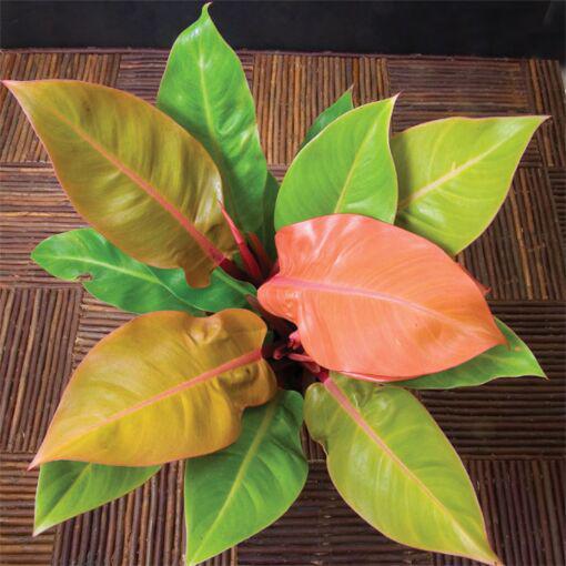 Philodendron, Prince of Orange