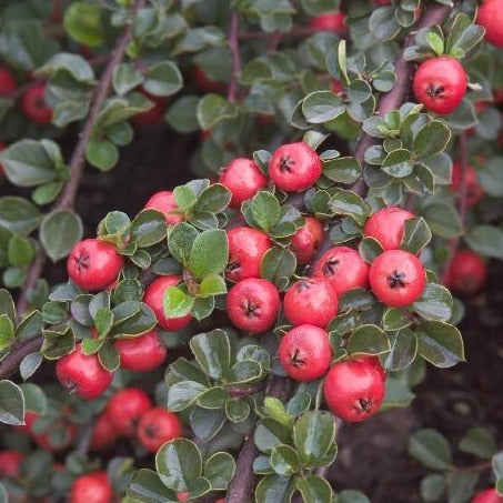 Cotoneaster, Cranberry