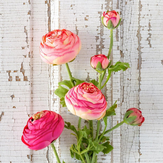 Summer Ranunculus, Pink Cerise Mix, 3 Assorted Colors