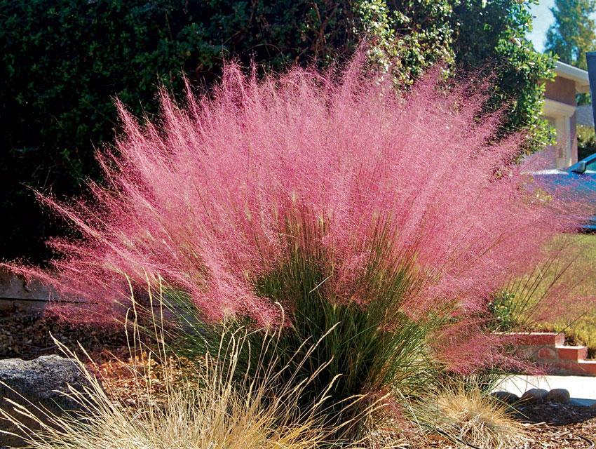 Grass, Pink Muhly
