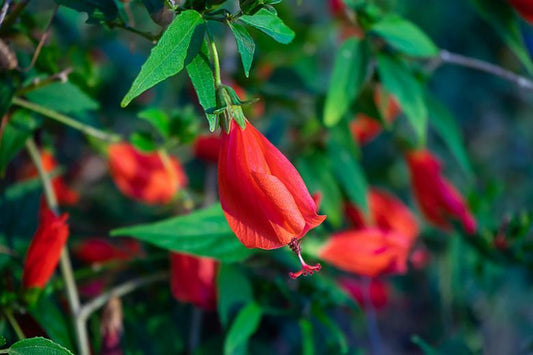 Turks Cap