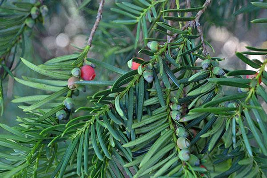 Yew, Densiformis Taxus Media