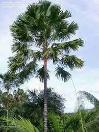 Palm, Saribus