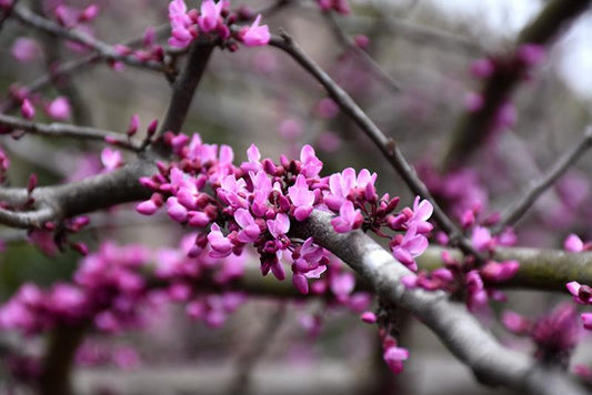 Red Bud, Burgundy Hearts